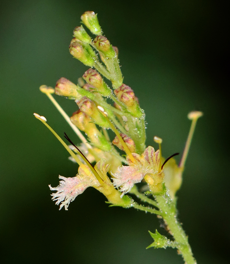 Northern Horse Balm - Collinsonia canadensis *Called &#039;horse balm&#039; because it was used by the Cherokee to treat horses with colic<br />
<br />
Habitat: Wetland<br />
<figure class="photo"><a href="https://www.jungledragon.com/image/134100/northern_horse_balm_-_collinsonia_canadensis.html" title="Northern Horse Balm - Collinsonia canadensis"><img src="https://s3.amazonaws.com/media.jungledragon.com/images/3232/134100_thumb.jpg?AWSAccessKeyId=05GMT0V3GWVNE7GGM1R2&Expires=1759968010&Signature=3d%2BeLcLnePRhBnNxeEP%2FFaE3Dck%3D" width="130" height="152" alt="Northern Horse Balm - Collinsonia canadensis *Called &#039;horse balm&#039; because it was used by the Cherokee to treat horses with colic<br />
<br />
Habitat: Wetland<br />
https://www.jungledragon.com/image/134099/northern_horse_balm_-_collinsonia_canadensis.html Collinsonia canadensis,Geotagged,Richweed,Summer,United States" /></a></figure> Collinsonia,Collinsonia canadensis,Geotagged,Northern Horse Balm,Richweed,Summer,United States