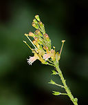 Northern Horse Balm - Collinsonia canadensis *Called 'horse balm' because it was used by the Cherokee to treat horses with colic<br />
<br />
Habitat: Wetland<br />
https://www.jungledragon.com/image/134099/northern_horse_balm_-_collinsonia_canadensis.html Collinsonia canadensis,Geotagged,Richweed,Summer,United States