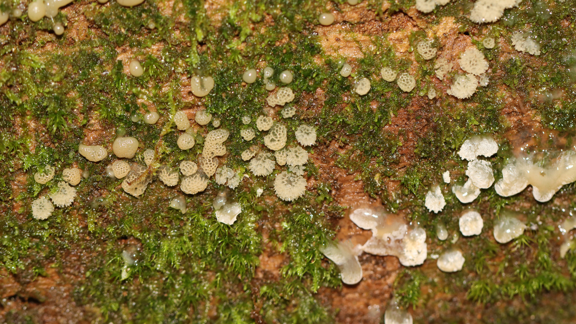 Coral Slime - Ceratiomyxa sp. This photo shows the slime in various stages of development. <br />
<br />
Habitat: Growing on rotting wood (possibly pine); mixed forest Ceratiomyxa,Geotagged,Summer,United States,coral slime,slime,slime mold