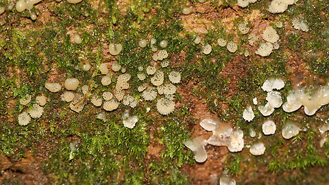 Coral Slime - Ceratiomyxa sp. This photo shows the slime in various stages of development. 

Habitat: Growing on rotting wood (possibly pine); mixed forest Ceratiomyxa,Geotagged,Summer,United States,coral slime,slime,slime mold