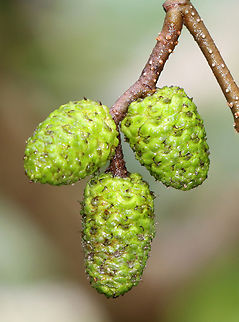Grey Alder Fruit - Alnus incana Alder fruits form if female catkins (flower spikes) get fertilized. The fruits resemble cones, even though they are not. True cones are found only on conifers (gymnosperms). Grey alder is an angiosperm (flowering plant), not a gymnosperm.  

There are some similiarities between the two, though. Both conifer cones and alder fruits are woody, contain seeds, and develop from catkins. However, the actual seeds are very different. Angiosperms produce seeds that are enclosed in a covering, while gymnosperms have naked seeds (without a covering). 

Habitat: Bog Alnus,Alnus incana,Geotagged,Grey alder,Summer,United States,alder,alder cones,cones