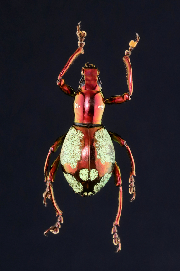 Weevil - Pachyrrhynchus purpureus *Specimen from Philippines Geotagged,Pachyrrhynchus,Pachyrrhynchus purpureus,Spring,United States,beetle,coleoptera,weevil