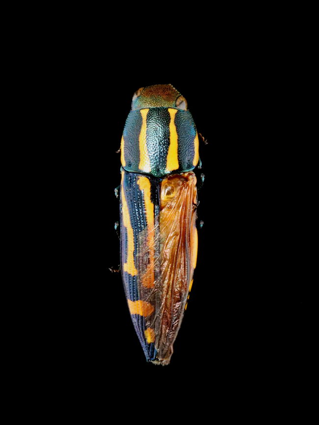 Beetle - Polyctesis ohkurai *Tentative ID<br />
<br />
I think the eyltra was purposely removed as I have seen this done many times with specimens.<br />
<br />
*Specimen <br />
<figure class="photo"><a href="https://www.jungledragon.com/image/134134/beetle_-_polyctesis_ohkurai.html" title="Beetle - Polyctesis ohkurai"><img src="https://s3.amazonaws.com/media.jungledragon.com/images/3232/134134_thumb.jpg?AWSAccessKeyId=05GMT0V3GWVNE7GGM1R2&Expires=1759968010&Signature=R%2FFo7QV30ePJGhFsB9QZGZrNrC8%3D" width="116" height="152" alt="Beetle - Polyctesis ohkurai *Tentative ID<br />
<br />
I think the eyltra was purposely removed as I have seen this done many times with specimens.<br />
<br />
*Specimen <br />
https://www.jungledragon.com/image/134134/beetle_-_polyctesis_ohkurai.html Geotagged,Polyctesis,Polyctesis ohkurai,Spring,United States,beetle,buprestidae,coleoptera" /></a></figure> Geotagged,Polyctesis,Polyctesis ohkurai,Spring,United States,beetle,buprestidae,coleoptera