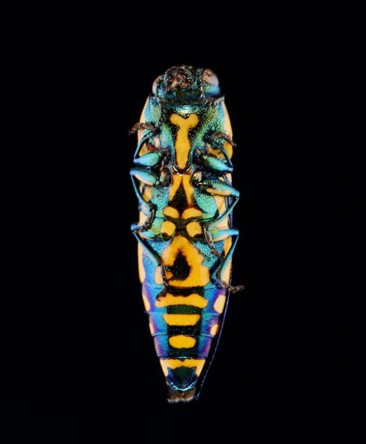 Beetle - Polyctesis ohkurai *Tentative ID<br />
<br />
I think the eyltra was purposely removed as I have seen this done many times with specimens.<br />
<br />
*Specimen<br />
<figure class="photo"><a href="https://www.jungledragon.com/image/134134/beetle_-_polyctesis_ohkurai.html" title="Beetle - Polyctesis ohkurai"><img src="https://s3.amazonaws.com/media.jungledragon.com/images/3232/134134_thumb.jpg?AWSAccessKeyId=05GMT0V3GWVNE7GGM1R2&Expires=1770854410&Signature=bPzbhKWdq1ive7zi4r6%2BFdSlPHg%3D" width="116" height="152" alt="Beetle - Polyctesis ohkurai *Tentative ID<br />
<br />
I think the eyltra was purposely removed as I have seen this done many times with specimens.<br />
<br />
*Specimen <br />
https://www.jungledragon.com/image/134134/beetle_-_polyctesis_ohkurai.html Geotagged,Polyctesis,Polyctesis ohkurai,Spring,United States,beetle,buprestidae,coleoptera" /></a></figure> Geotagged,Polyctesis ohkurai,Spring,United States