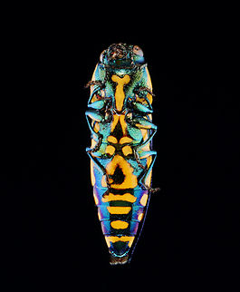 Beetle - Polyctesis ohkurai *Tentative ID

I think the eyltra was purposely removed as I have seen this done many times with specimens.

*Specimen
https://www.jungledragon.com/image/134134/beetle_-_polyctesis_ohkurai.html Geotagged,Polyctesis ohkurai,Spring,United States