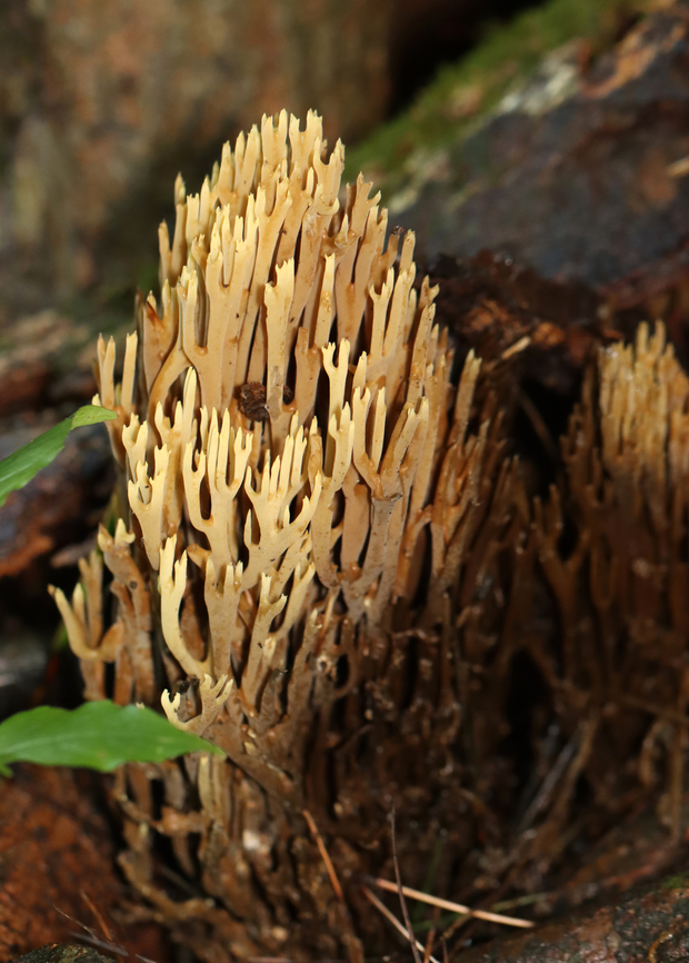 Coral Fungus - Artomyces or Ramaria sp. Habitat: Growing around the base of a pine tree. Artomyces,Geotagged,Ramaria,Summer,United States,fungus,mushroom