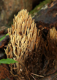 Coral Fungus - Artomyces or Ramaria sp. Habitat: Growing around the base of a pine tree. Artomyces,Geotagged,Ramaria,Summer,United States,fungus,mushroom