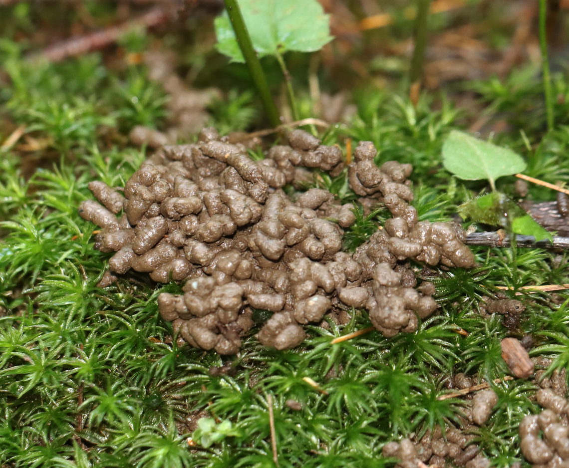 Crazy Worm Castings - Amynthas sp., likely from Amynthas agrestis This isn’t just a pile of dirt. It’s earthworm castings (frass). I suspect it’s from the crazy worm (Amynthas agrestis). They are called ‘crazy’ because these earthworms thrash around violently when handled. They are incredibly invasive and can rapidly consume organic materials. They have been spread through waterways and by the movement of plants, soil, and compost due to human agricultural and horticultural practices.<br />
<br />
The forest floor includes a layer of organic matter in different stages of decomposition. It protects against erosion, provides the habitat for plants to germinate and grow, is home to creatures like salamanders, in addition to other soil organisms. <br />
<br />
The presence of these earthworms in the soil can have a devastating impact on the forest floor habitat. Their feeding and burrowing activities compact the forest soil, which can eventually decimate the forest floor habitat. Here are some specific impacts:<br />
<br />
-Earthworms reduce organic matter and replace them with castings (frass) which leads to drier, warmer soil<br />
-Their ingestion changes the proportions and conditions for bacteria and fungi in the soil, which leads to poor soil health and reduced plant growth<br />
-They reduce the presence of soil arthropods<br />
<br />
Habitat: Mixed forest Amynthas,Amynthas agrestis,Geotagged,Summer,United States,crazy worm,earthworm,earthworm frass,frass
