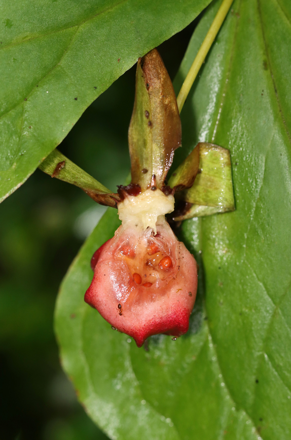 Nodding Trillium Fruit - Trillium cernuum When a trillium flower is successfully pollinated, a fruit will develop later in the season. The fruit splits open when ripe, making its seeds available for dispersal.  Each seed has an elaiosome (contains lipids and proteins) attached, whose chemical content mimics that of an insect.  This is important because the elaiosome attracts ants that specifically require insect protein as part of their diets. The ants collect the seeds, eat the elaiosome, and toss the rest of the seed on their compost heap, thus effectively planting the seed in a fertile, protected location. This process is called myrmecochory (the dispersal of seeds by ants).<br />
<br />
Habitat: Mesic, mixed forest Geotagged,Nodding trillium,Summer,Trillium,Trillium cernuum,Trillium fruit,United States