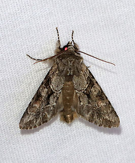 Distinct Quaker - Achatia distincta First moth of the season! I started later than usual because it has been too cold at night.

Habitat: Attracted to a 365+395 nm LED light; semi-rural area

2022 (1) Achatia distincta,Distinct Quaker,Geotagged,Noctuidae,Spring,United States,achatia,moth,quaker