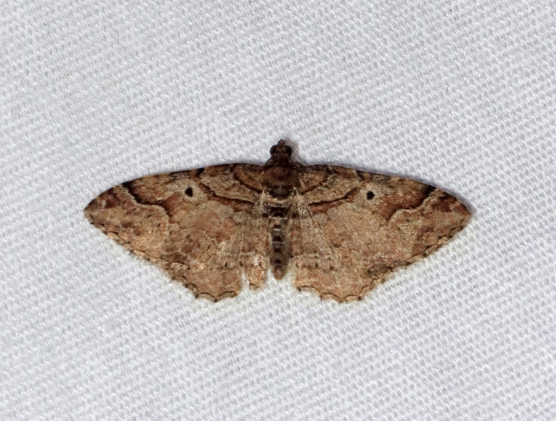 Bent-line Carpet - Costaconvexa centrostrigaria Habitat: Attracted to a 365+395 nm LED light; semi-rural area<br />
<br />
2022 (2) Bent-line Carpet Moth,Costaconvexa,Costaconvexa centrostrigaria,Geometridae,Geotagged,Spring,United States,carpet moth,moth