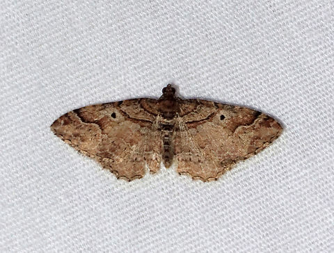 Bent-line Carpet - Costaconvexa centrostrigaria Habitat: Attracted to a 365+395 nm LED light; semi-rural area

2022 (2) Bent-line Carpet Moth,Costaconvexa,Costaconvexa centrostrigaria,Geometridae,Geotagged,Spring,United States,carpet moth,moth