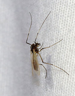 Midge - Cricotopus tremulus group *Tentative ID

Habitat: Attracted to a 365+395 nm LED light; semi-rural area Cricotopus,Cricotopus tremulus,Geotagged,Spring,United States,chironomidae,diptera,fly,midge