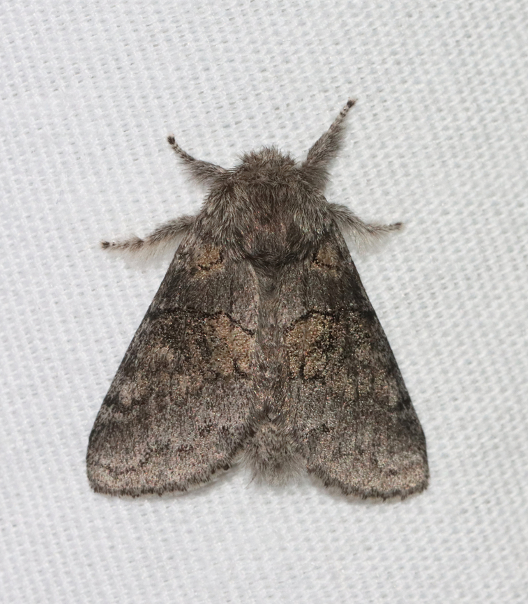 Dusky Marbled Brown - Gluphisia septentrionis Habitat: Attracted to a 365 + 395 nm LED light in a semi-rural area<br />
<br />
2022(3) Dusky marbled brown,Geotagged,Gluphisia crenata,Notodontidae,Spring,United States,gluphisia,moth