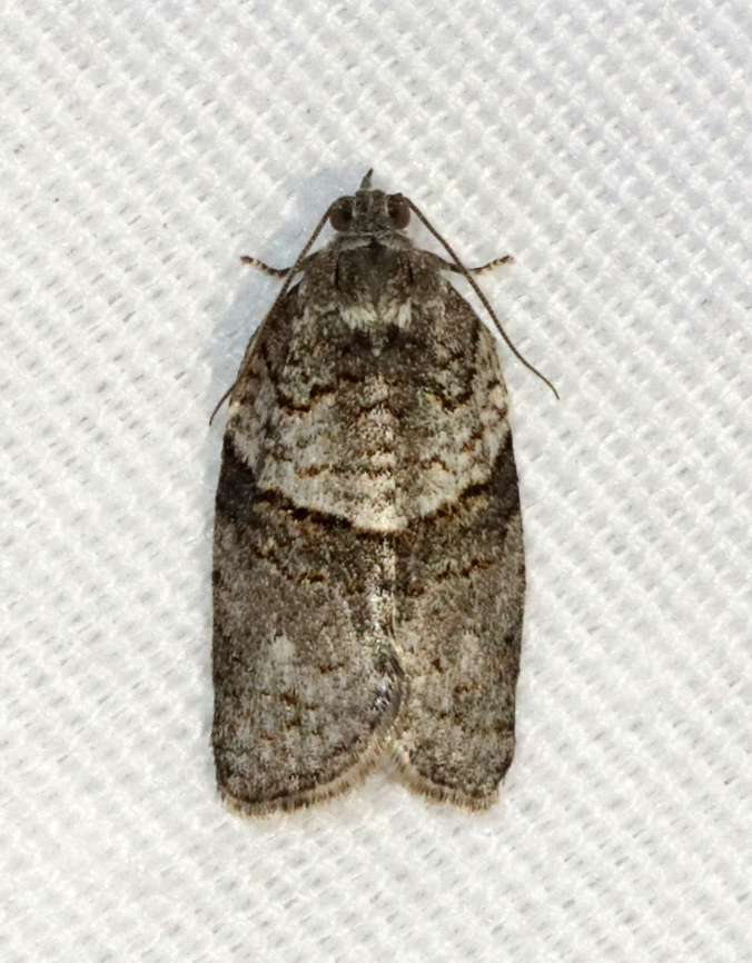 Black and Gray Banded Leafroller - Syndemis afflictana Habitat: Attracted to a 365 + 395 nm LED light in a semi-rural area<br />
<br />
2022(4) Geotagged,Gray leafroller,Spring,Syndemis afflictana,Tortricidae,United States,leafroller,moth,syndemis