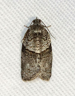 Black and Gray Banded Leafroller - Syndemis afflictana Habitat: Attracted to a 365 + 395 nm LED light in a semi-rural area

2022(4) Geotagged,Gray leafroller,Spring,Syndemis afflictana,Tortricidae,United States,leafroller,moth,syndemis