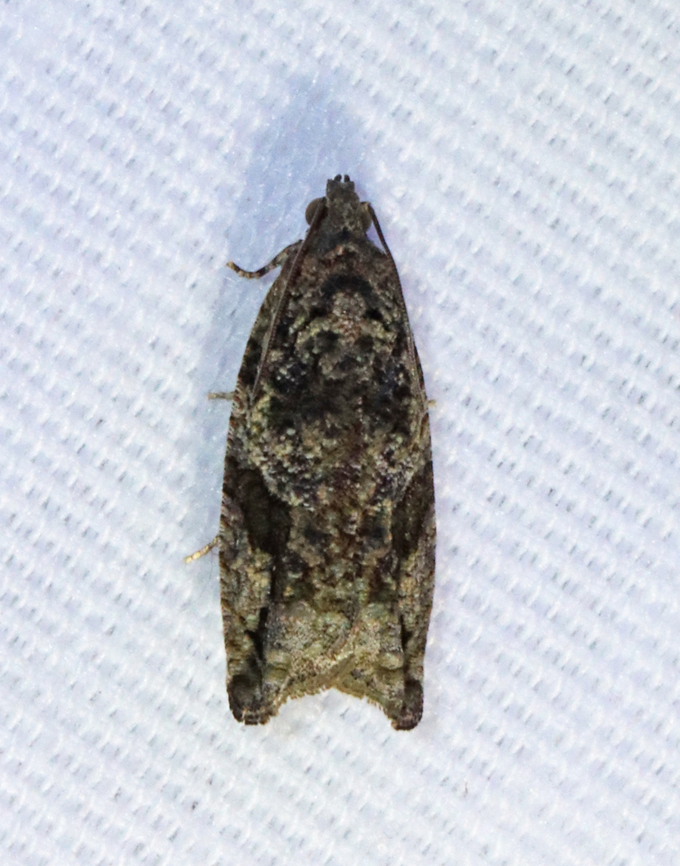 Maple Twig Borer Moth - Proteoteras aesculana Habitat: Attracted to a 365 + 395 nm LED light in a semi-rural area<br />
<br />
2022(5) Geotagged,Maple Twig Borer,Proteoteras,Proteoteras aesculana,Spring,Tortricidae,United States,moth