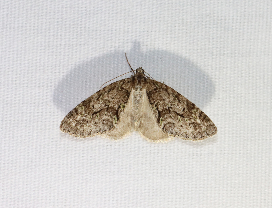 Mottled Gray Carpet - Cladara limitaria Habitat: Attracted to a 365 + 395 nm LED light in a semi-rural area<br />
<br />
2022(6) Cladara limitaria,Geotagged,Mottled Gray Carpet Moth,Spring,United States,carpet moth,cladara,geometridae,moth