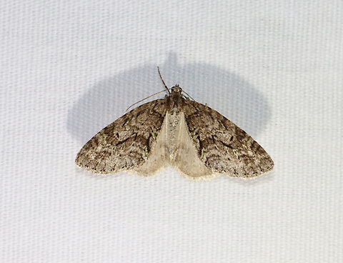 Mottled Gray Carpet - Cladara limitaria Habitat: Attracted to a 365 + 395 nm LED light in a semi-rural area

2022(6) Cladara limitaria,Geotagged,Mottled Gray Carpet Moth,Spring,United States,carpet moth,cladara,geometridae,moth