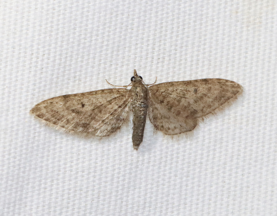 Pug Moth - Eupithecia sp. Habitat: Attracted to a 365 + 395 nm LED light in a semi-rural area<br />
<br />
2022(7) Eupithecia,Geometridae,Geotagged,Spring,United States,moth,pug moth
