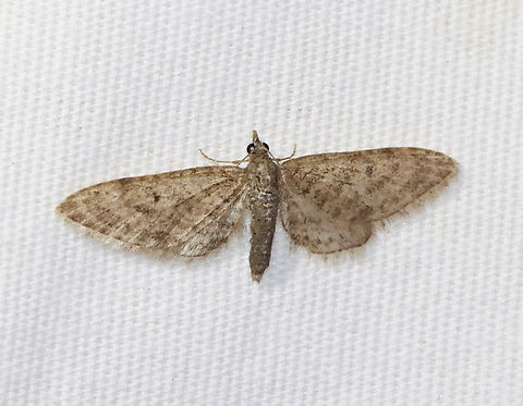 Pug Moth - Eupithecia sp. Habitat: Attracted to a 365 + 395 nm LED light in a semi-rural area

2022(7) Eupithecia,Geometridae,Geotagged,Spring,United States,moth,pug moth