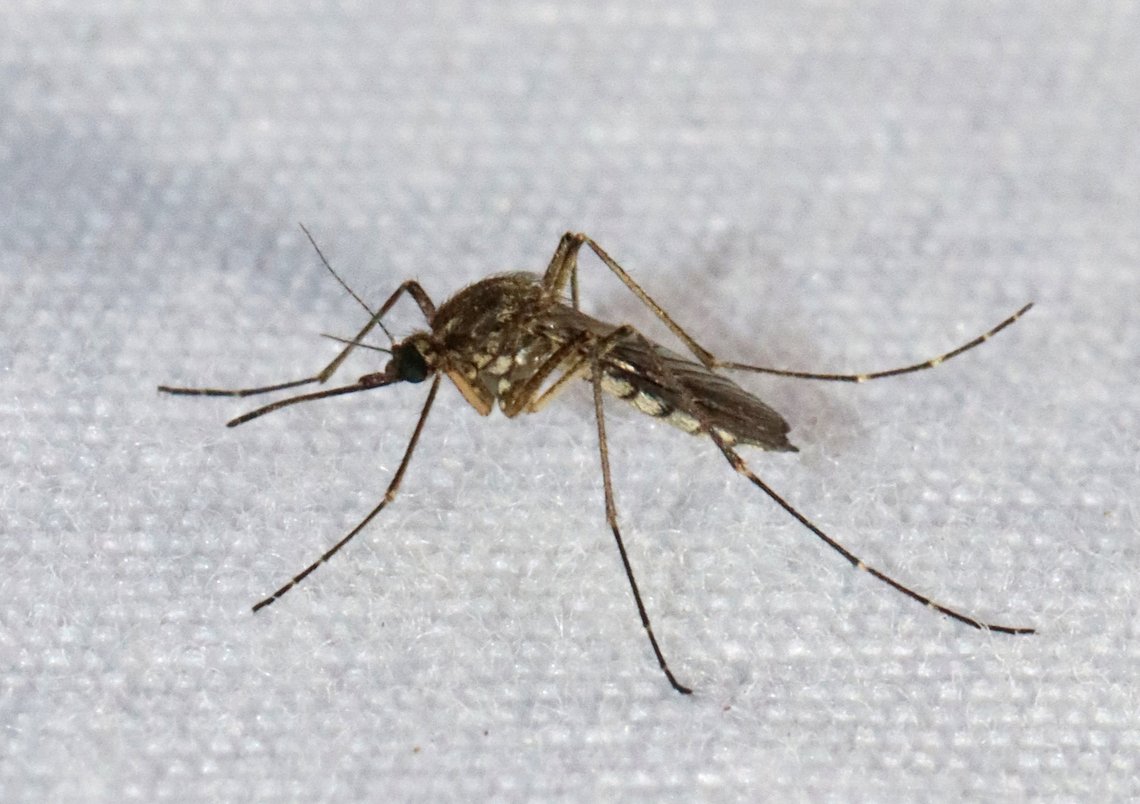Inland Floodwater Mosquito - Aedes vexans Aedes vexans are most easily characterized by their unbanded proboscis, scutum with short brown scales, but no obvious pattern, the pale basal, bilobed bands on the abdominal terga, and the narrow basal bands on the hindtarsomeres.<br />
<br />
Aedes vexans is a known vector of Dirofilaria immitis (dog heartworm).<br />
<br />
Habitat: Attracted to a light; semi-rural area Aedes,Aedes vexans,Geotagged,Inland floodwater mosquito,Spring,United States,mosquito