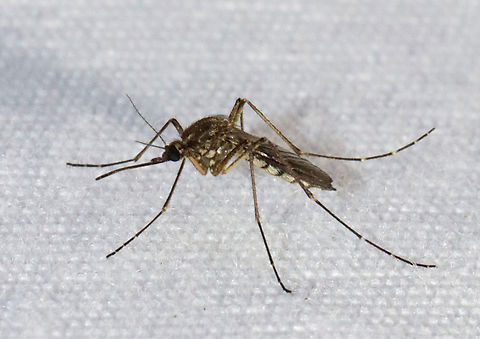 Inland Floodwater Mosquito - Aedes vexans Aedes vexans are most easily characterized by their unbanded proboscis, scutum with short brown scales, but no obvious pattern, the pale basal, bilobed bands on the abdominal terga, and the narrow basal bands on the hindtarsomeres.

Aedes vexans is a known vector of Dirofilaria immitis (dog heartworm).

Habitat: Attracted to a light; semi-rural area Aedes,Aedes vexans,Geotagged,Inland floodwater mosquito,Spring,United States,mosquito