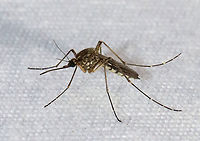 Inland Floodwater Mosquito - Aedes vexans Aedes vexans are most easily characterized by their unbanded proboscis, scutum with short brown scales, but no obvious pattern, the pale basal, bilobed bands on the abdominal terga, and the narrow basal bands on the hindtarsomeres.<br />
<br />
Aedes vexans is a known vector of Dirofilaria immitis (dog heartworm).<br />
<br />
Habitat: Attracted to a light; semi-rural area Aedes,Aedes vexans,Geotagged,Inland floodwater mosquito,Spring,United States,mosquito