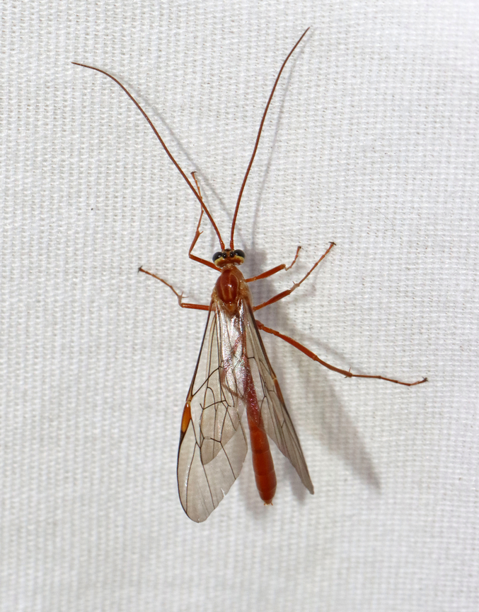 Ichneumon Wasp - Ophion sp., probably Ophion idoneus Habitat: Attracted to a light; semi-rural area Complex Ophion scutellaris-group,Geotagged,Ichneumonidae,Ophion,Ophion idoneus,Ophion scutellaris-group,Spring,United States,ichneumon wasp,wasp
