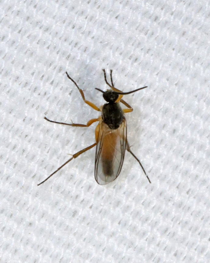 Fungus Gnat - Docosia sp. Habitat: Attracted to a light; semi-rural area<br />
<figure class="photo"><a href="https://www.jungledragon.com/image/134569/fungus_gnat_-_docosia_sp.html" title="Fungus Gnat - Docosia sp."><img src="https://s3.amazonaws.com/media.jungledragon.com/images/3232/134569_thumb.jpg?AWSAccessKeyId=05GMT0V3GWVNE7GGM1R2&Expires=1759968010&Signature=I3ZicC655PO9JZ23JSZR0XGQOdw%3D" width="122" height="152" alt="Fungus Gnat - Docosia sp. I collected a couple specimens of this fly as they are really hard to ID. This photo was taken under a microscope. The background is just foam board. I like to use it under the scope when looking at tiny insects because the texture of the foam makes it easier to manipulate the insects.<br />
<br />
Habitat: Attracted to a light; semi-rural area<br />
https://www.jungledragon.com/image/134438/tiny_midge_-_diptera.html Docosia,Geotagged,United States,fungus gnat,gnat" /></a></figure> Docosia,Geotagged,Mycetophilidae,Spring,United States,diptera,fly,fungus gnat,gnat