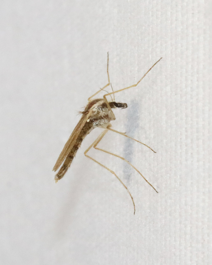 Phantom Midge - Chaoborus flavicans This midge superficially resembles a mosquito in general body shape and hairiness. But, midges have abdomens that are longer than their wings and they lack a proboscis.<br />
<br />
Habitat: Attracted to a light; semi-rural area Chaoborus,Chaoborus flavicans,Geotagged,Spring,United States,chaoboridae,midge,phantom midge
