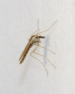 Phantom Midge - Chaoborus flavicans This midge superficially resembles a mosquito in general body shape and hairiness. But, midges have abdomens that are longer than their wings and they lack a proboscis.

Habitat: Attracted to a light; semi-rural area Chaoborus,Chaoborus flavicans,Geotagged,Spring,United States,chaoboridae,midge,phantom midge