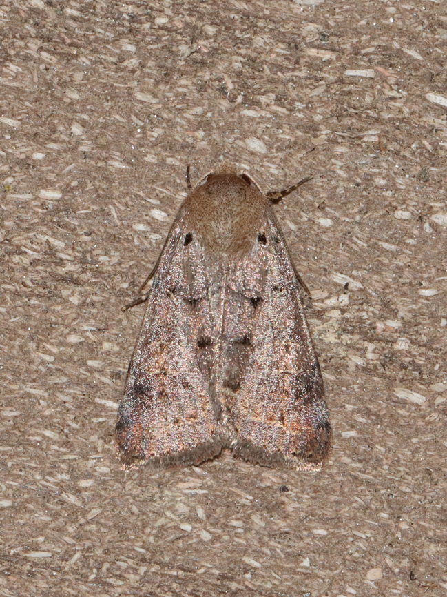 Moth - Family Noctuidae, maybe Amphipyra glabella? Habitat: Attracted to a 365 + 395 nm LED light in a semi-rural area<br />
<br />
2022(8) Amphipyra glabella,Geotagged,Noctuidae,Smooth Amphipyra,Spring,United States,moth