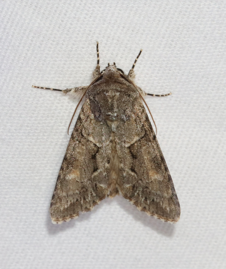 Distinct Quaker - Achatia distincta Habitat: Attracted to a 365 + 395 nm LED light in a semi-rural area<br />
<br />
2022(d) Achatia,Achatia distincta,Distinct Quaker,Geotagged,Noctuidae,Spring,United States,moth,quaker