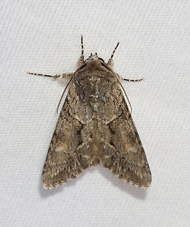 Distinct Quaker - Achatia distincta Habitat: Attracted to a 365 + 395 nm LED light in a semi-rural area

2022(d) Achatia,Achatia distincta,Distinct Quaker,Geotagged,Noctuidae,Spring,United States,moth,quaker