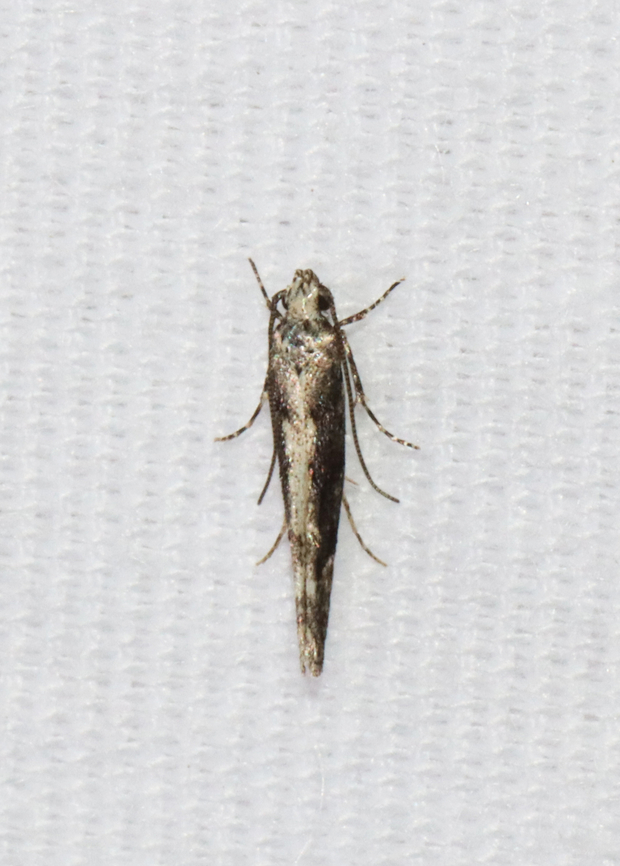 Coleotechnites Flower Moth - Coleotechnites florae Habitat: Attracted to a 365 + 395 nm LED light in a semi-rural area<br />
<br />
2022(9)<br />
<figure class="photo"><a href="https://www.jungledragon.com/image/134455/coleotechnites_flower_moth_-_coleotechnites_florae.html" title="Coleotechnites Flower Moth - Coleotechnites florae"><img src="https://s3.amazonaws.com/media.jungledragon.com/images/3232/134455_thumb.jpg?AWSAccessKeyId=05GMT0V3GWVNE7GGM1R2&Expires=1759968010&Signature=Gc3stk55s%2FmikMV%2BA0HLzv9eNYk%3D" width="118" height="152" alt="Coleotechnites Flower Moth - Coleotechnites florae Habitat: Attracted to a 365 + 395 nm LED light in a semi-rural area<br />
<br />
2022(9)<br />
https://www.jungledragon.com/image/134454/coleotechnites_flower_moth_-_coleotechnites_florae.html Coleotechnites florae,Geotagged,Spring,United States" /></a></figure> Coleotechnites,Coleotechnites florae,Gelechiidae,Geotagged,Spring,United States,moth