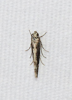 Coleotechnites Flower Moth - Coleotechnites florae Habitat: Attracted to a 365 + 395 nm LED light in a semi-rural area

2022(9)
https://www.jungledragon.com/image/134455/coleotechnites_flower_moth_-_coleotechnites_florae.html Coleotechnites,Coleotechnites florae,Gelechiidae,Geotagged,Spring,United States,moth