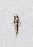 Coleotechnites Flower Moth - Coleotechnites florae Habitat: Attracted to a 365 + 395 nm LED light in a semi-rural area<br />
<br />
2022(9)<br />
https://www.jungledragon.com/image/134455/coleotechnites_flower_moth_-_coleotechnites_florae.html Coleotechnites,Coleotechnites florae,Gelechiidae,Geotagged,Spring,United States,moth