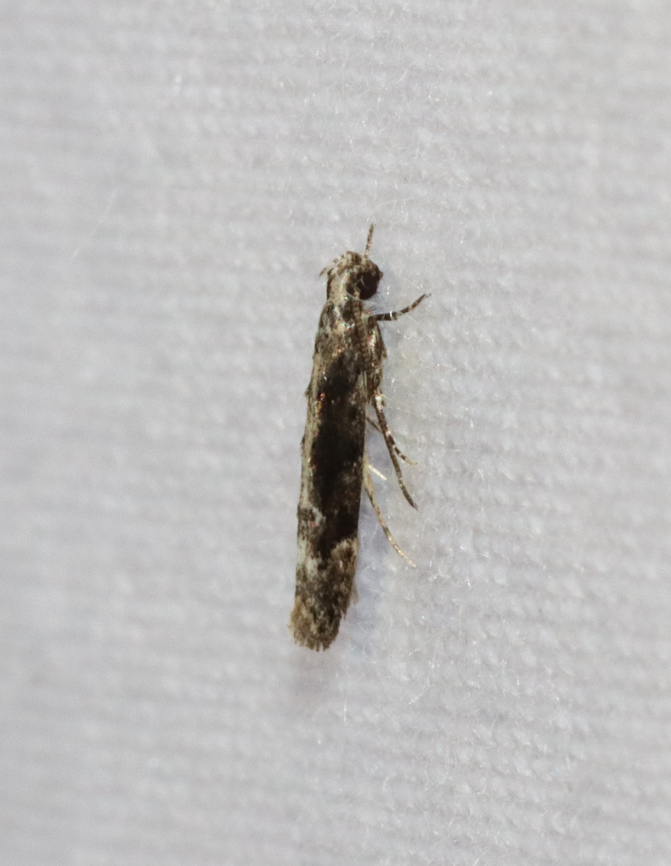 Coleotechnites Flower Moth - Coleotechnites florae Habitat: Attracted to a 365 + 395 nm LED light in a semi-rural area<br />
<br />
2022(9)<br />
<figure class="photo"><a href="https://www.jungledragon.com/image/134454/coleotechnites_flower_moth_-_coleotechnites_florae.html" title="Coleotechnites Flower Moth - Coleotechnites florae"><img src="https://s3.amazonaws.com/media.jungledragon.com/images/3232/134454_thumb.jpg?AWSAccessKeyId=05GMT0V3GWVNE7GGM1R2&Expires=1759968010&Signature=dt%2Fo2TUnLru3rOEkEJVUiNmuQKQ%3D" width="110" height="152" alt="Coleotechnites Flower Moth - Coleotechnites florae Habitat: Attracted to a 365 + 395 nm LED light in a semi-rural area<br />
<br />
2022(9)<br />
https://www.jungledragon.com/image/134455/coleotechnites_flower_moth_-_coleotechnites_florae.html Coleotechnites,Coleotechnites florae,Gelechiidae,Geotagged,Spring,United States,moth" /></a></figure> Coleotechnites florae,Geotagged,Spring,United States