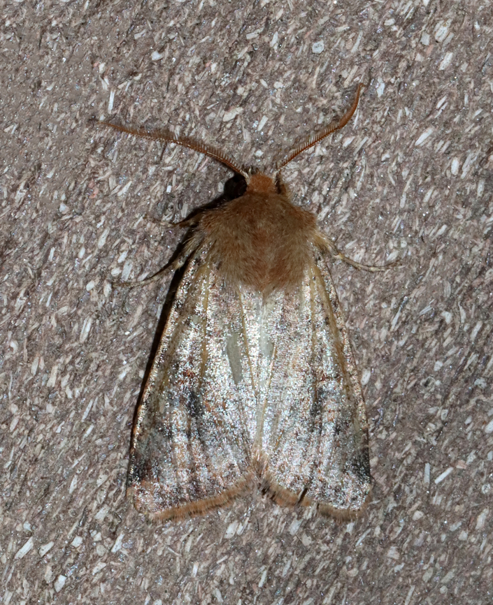 Ruby Quaker - Orthosia rubescens *Tentative ID<br />
<br />
Habitat: Attracted to a 365 + 395 nm LED light in a semi-rural area<br />
<br />
2022(10) Geotagged,Orthosia rubescens,Spring,United States,moth,noctuidae,orthosia,quaker,ruby quaker