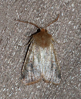 Ruby Quaker - Orthosia rubescens *Tentative ID

Habitat: Attracted to a 365 + 395 nm LED light in a semi-rural area

2022(10) Geotagged,Orthosia rubescens,Spring,United States,moth,noctuidae,orthosia,quaker,ruby quaker