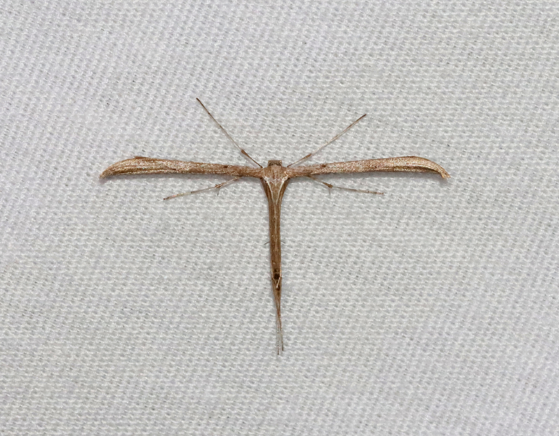 T Moth - Emmelina monodactyla Habitat: Attracted to a 365 + 395 nm LED light in a semi-rural area<br />
<br />
2022(11) Emmelina,Emmelina monodactyla,Geotagged,Morning glory plume moth,Pterophoridae,Spring,United States,moth,t moth