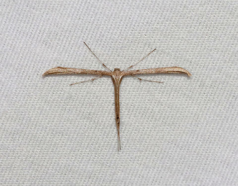 T Moth - Emmelina monodactyla Habitat: Attracted to a 365 + 395 nm LED light in a semi-rural area

2022(11) Emmelina,Emmelina monodactyla,Geotagged,Morning glory plume moth,Pterophoridae,Spring,United States,moth,t moth