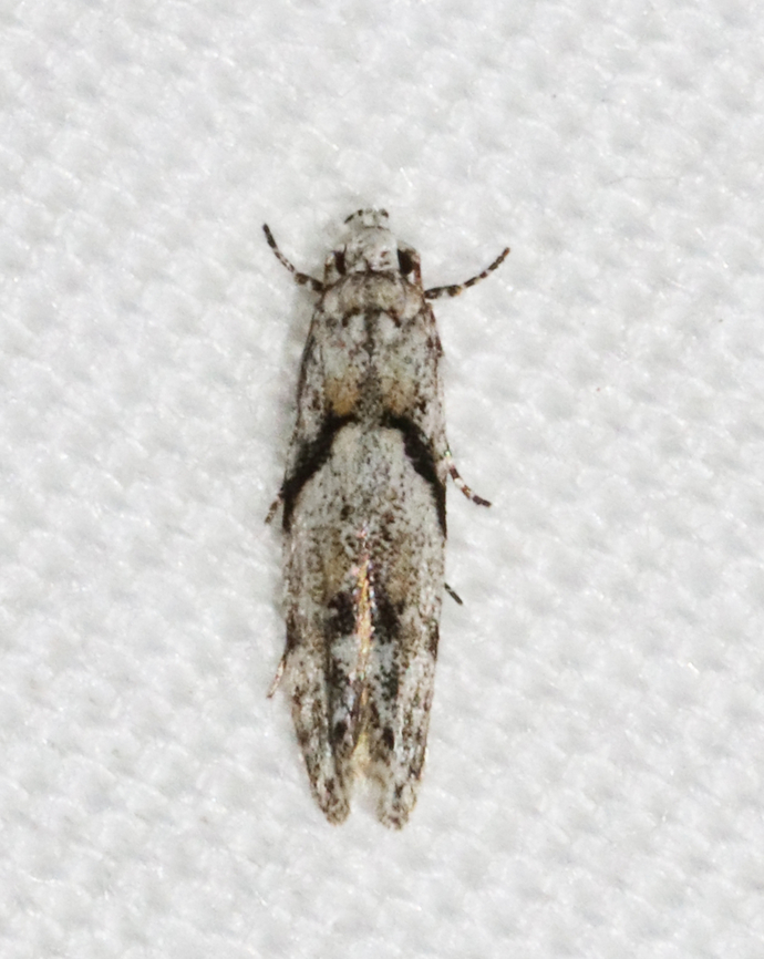 Stripe-backed Moth - Arogalea cristifasciella Habitat: Attracted to a 365 + 395 nm LED light in a semi-rural area<br />
<br />
2022(12)<br />
<figure class="photo"><a href="https://www.jungledragon.com/image/134459/stripe-backed_moth_-_arogalea_cristifasciella.html" title="Stripe-backed Moth - Arogalea cristifasciella"><img src="https://s3.amazonaws.com/media.jungledragon.com/images/3232/134459_thumb.jpg?AWSAccessKeyId=05GMT0V3GWVNE7GGM1R2&Expires=1759968010&Signature=cGmILXDuX9UwEf7I5oSYBLlVYS0%3D" width="200" height="148" alt="Stripe-backed Moth - Arogalea cristifasciella Habitat: Attracted to a 365 + 395 nm LED light in a semi-rural area<br />
<br />
2022(12)<br />
https://www.jungledragon.com/image/134458/stripe-backed_moth_-_arogalea_cristifasciella.html Arogalea cristifasciella,Geotagged,Spring,Stripe-backed Moth,United States" /></a></figure> Arogalea,Arogalea cristifasciella,Gelechiidae,Geotagged,Spring,Stripe-backed Moth,United States,moth