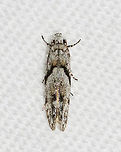 Stripe-backed Moth - Arogalea cristifasciella Habitat: Attracted to a 365 + 395 nm LED light in a semi-rural area<br />
<br />
2022(12)<br />
https://www.jungledragon.com/image/134459/stripe-backed_moth_-_arogalea_cristifasciella.html Arogalea,Arogalea cristifasciella,Gelechiidae,Geotagged,Spring,Stripe-backed Moth,United States,moth