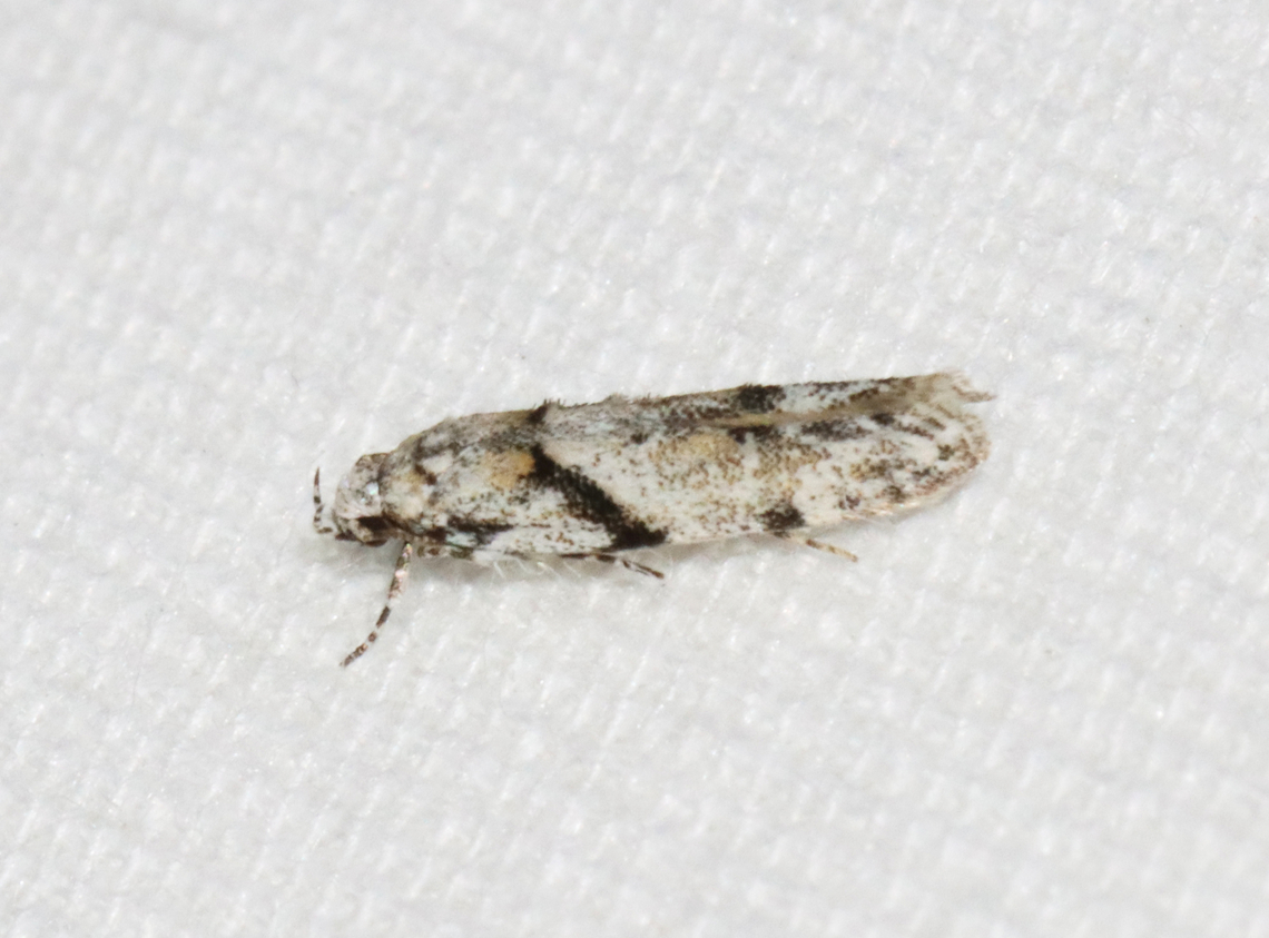 Stripe-backed Moth - Arogalea cristifasciella Habitat: Attracted to a 365 + 395 nm LED light in a semi-rural area<br />
<br />
2022(12)<br />
<figure class="photo"><a href="https://www.jungledragon.com/image/134458/stripe-backed_moth_-_arogalea_cristifasciella.html" title="Stripe-backed Moth - Arogalea cristifasciella"><img src="https://s3.amazonaws.com/media.jungledragon.com/images/3232/134458_thumb.jpg?AWSAccessKeyId=05GMT0V3GWVNE7GGM1R2&Expires=1759968010&Signature=tBHvH3rtYVWkoDDEArT6sk8sO3A%3D" width="122" height="152" alt="Stripe-backed Moth - Arogalea cristifasciella Habitat: Attracted to a 365 + 395 nm LED light in a semi-rural area<br />
<br />
2022(12)<br />
https://www.jungledragon.com/image/134459/stripe-backed_moth_-_arogalea_cristifasciella.html Arogalea,Arogalea cristifasciella,Gelechiidae,Geotagged,Spring,Stripe-backed Moth,United States,moth" /></a></figure> Arogalea cristifasciella,Geotagged,Spring,Stripe-backed Moth,United States