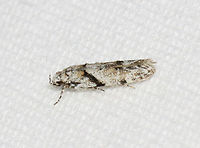 Stripe-backed Moth - Arogalea cristifasciella Habitat: Attracted to a 365 + 395 nm LED light in a semi-rural area<br />
<br />
2022(12)<br />
https://www.jungledragon.com/image/134458/stripe-backed_moth_-_arogalea_cristifasciella.html Arogalea cristifasciella,Geotagged,Spring,Stripe-backed Moth,United States