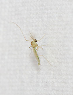 Green Midge - Chironomidae Habitat: Attracted to a 365 + 395 nm LED light in a semi-rural area Chironomidae,Geotagged,Spring,United States,diptera,fly,green midge,midge