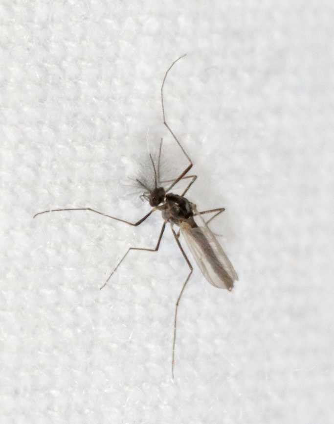 Snow Midge - Subfamily Diamesinae, probably Diamesa nivoriunda I&#039;m going to try to catch one tonight so I can try to confirm the species ID. **Update -- I examined one under a microscope and it appears to be consistent with Diamesa nivoriunda.<br />
<br />
Habitat: Attracted to a 365 + 395 nm LED light in a semi-rural area Diamesa nivoriunda,Diamesinae,Geotagged,Spring,United States,chironomidae,diamesa,diptera,fly,midge,snow midge