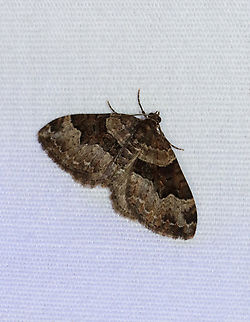 Toothed Brown Carpet - Xanthorhoe lacustrata Habitat: Attracted to a 365 + 395 nm LED light in a semi-rural area

2022(13) Geometridae,Geotagged,Spring,Toothed Brown Carpet,United States,Xanthorhoe,Xanthorhoe lacustrata,carpet moth,moth